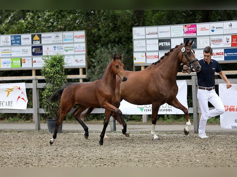 KWPN Klacz 7 lat 165 cm Kasztanowata in Ommen