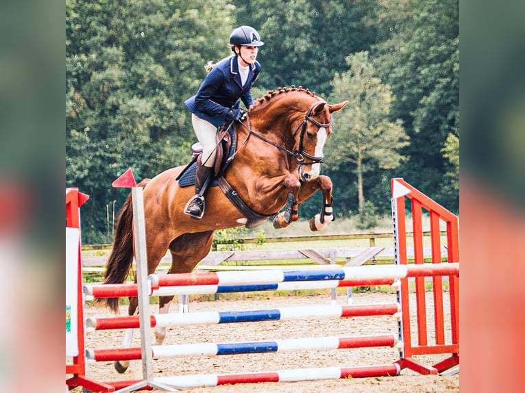 KWPN Klacz 7 lat 165 cm Kasztanowata in Ambt Delden