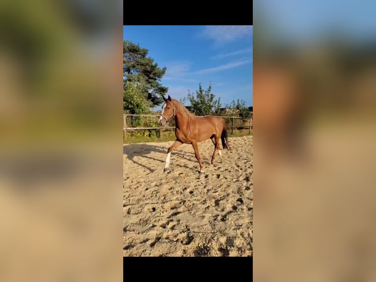 KWPN Klacz 7 lat 165 cm Kasztanowata in Schwanewede