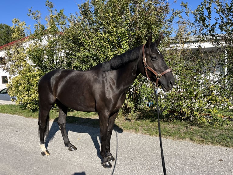 KWPN Klacz 7 lat 167 cm Kara in Hartlmühl
