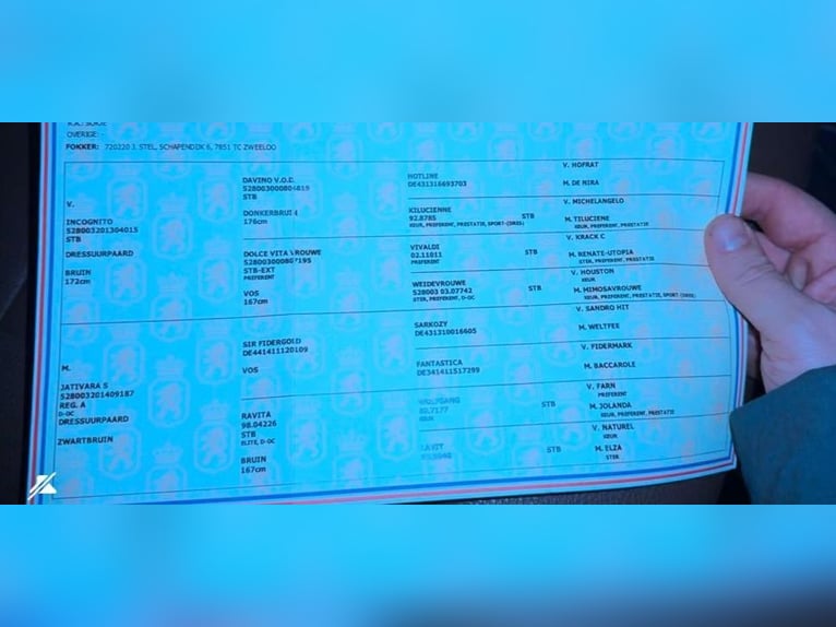 KWPN Klacz 7 lat 167 cm Kasztanowata in Csabacs&#x171;d