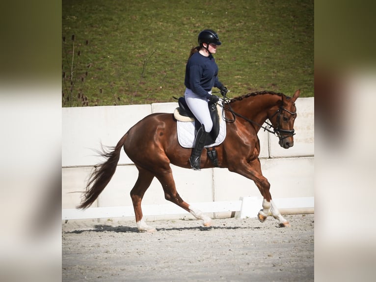 KWPN Klacz 7 lat 167 cm Kasztanowata in Nettersheim