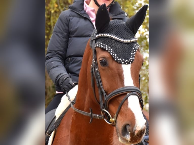 KWPN Klacz 7 lat 167 cm Kasztanowata in Neuss