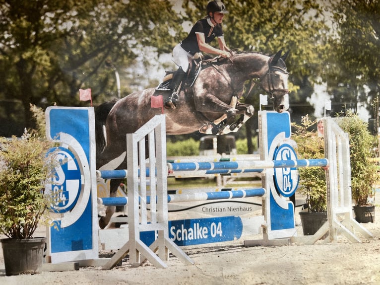 KWPN Klacz 7 lat 167 cm Siwa in Schöppingen