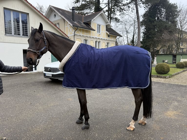 KWPN Klacz 7 lat 168 cm Ciemnogniada in Solothurn
