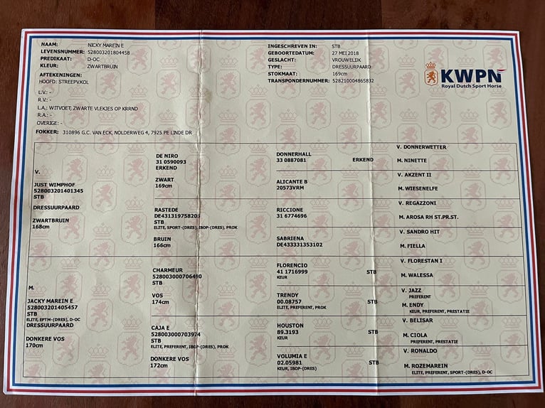 KWPN Klacz 7 lat 169 cm Kara in Szarvas