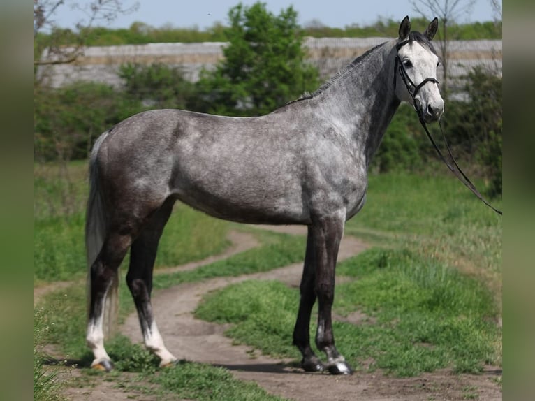 KWPN Klacz 7 lat 169 cm Siwa in Gyula