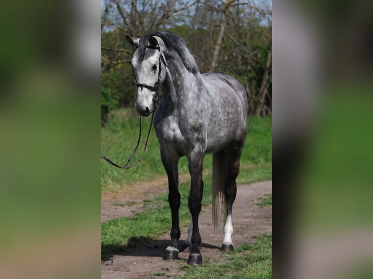 KWPN Klacz 7 lat 169 cm Siwa in Gyula