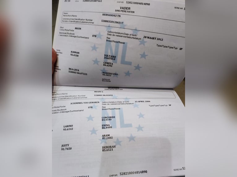 KWPN Klacz 7 lat 169 cm Siwa in Gyula