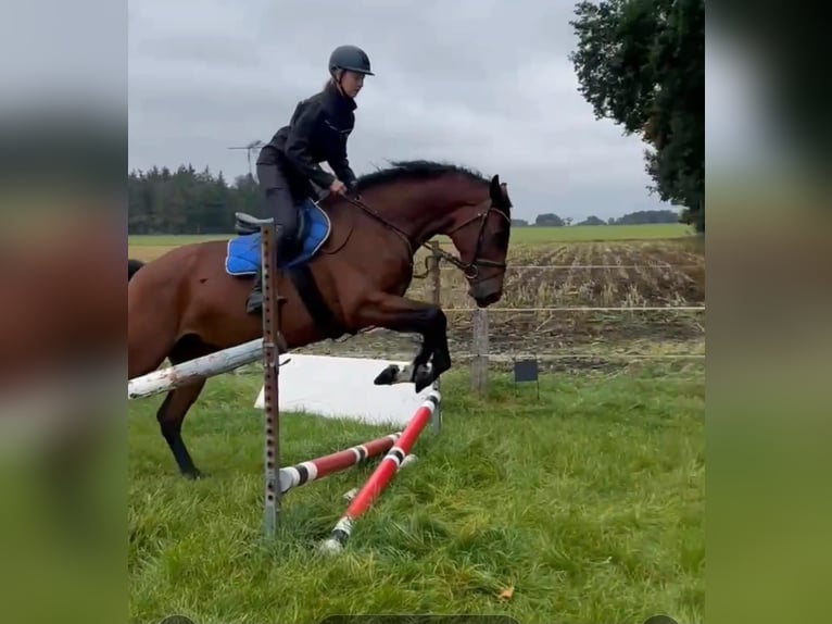 KWPN Klacz 7 lat 170 cm Gniada in Visselhövede