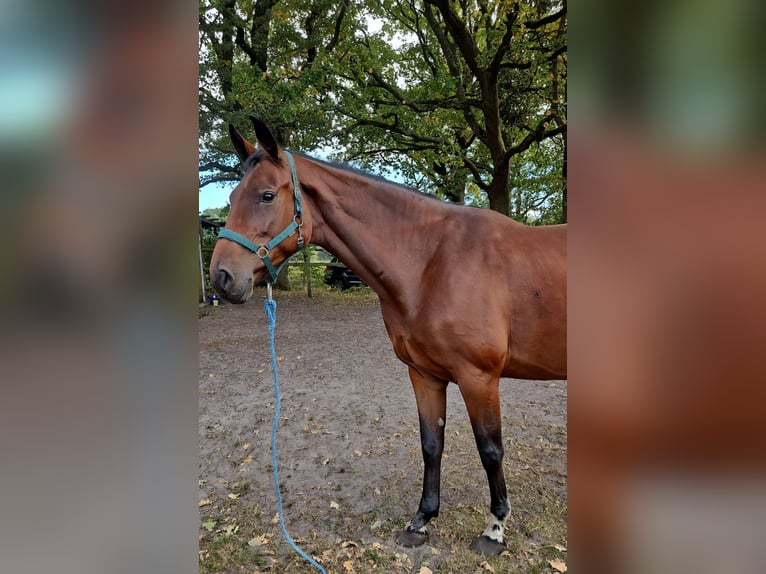 KWPN Klacz 7 lat 170 cm Gniada in Visselhövede