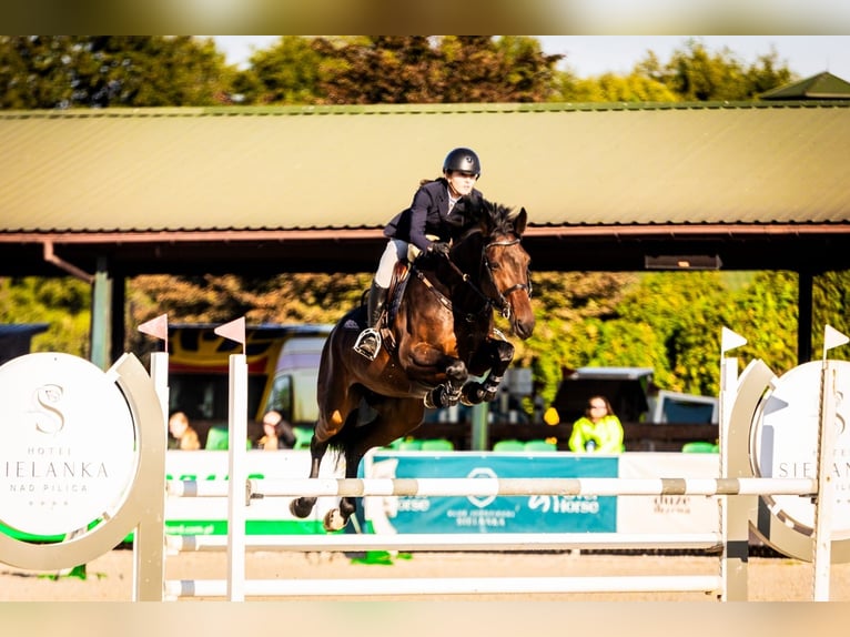 KWPN Klacz 7 lat 170 cm Gniada in Łódź