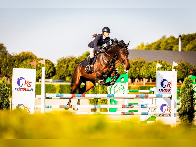 KWPN Klacz 7 lat 170 cm Gniada in Łódź