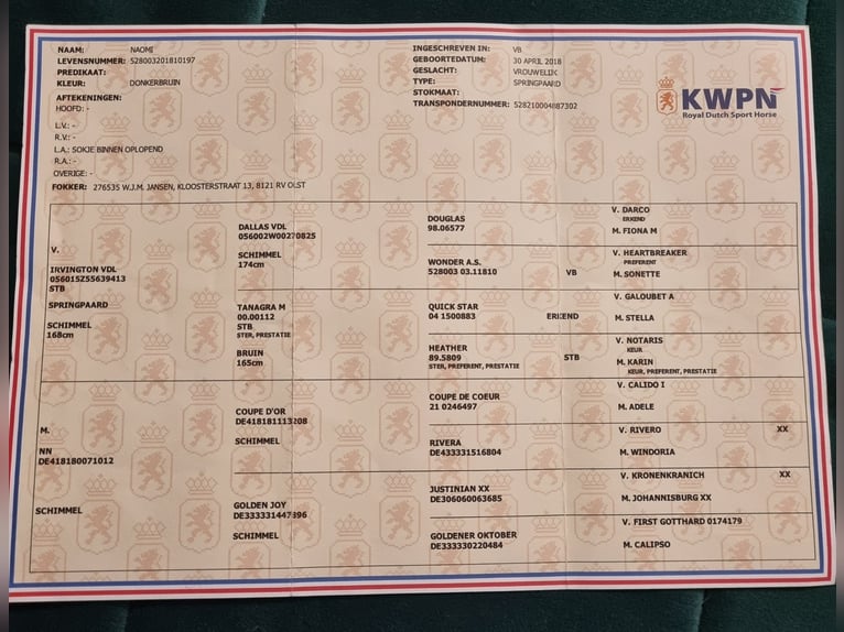 KWPN Klacz 7 lat 170 cm Gniada in Łódź