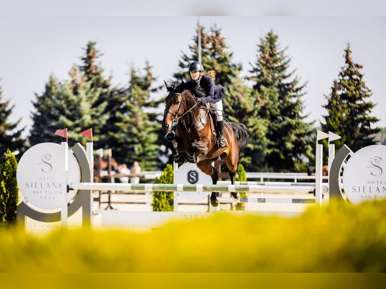 KWPN Klacz 7 lat 170 cm Gniada in Łódź