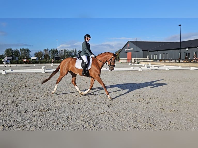 KWPN Klacz 7 lat 170 cm Kasztanowata in Didam