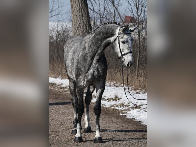 KWPN Klacz 7 lat 170 cm Siwa jabłkowita in Debrecen