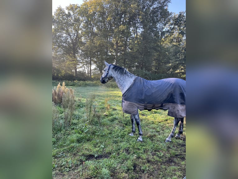 KWPN Klacz 7 lat 170 cm Siwa in Doetinchem