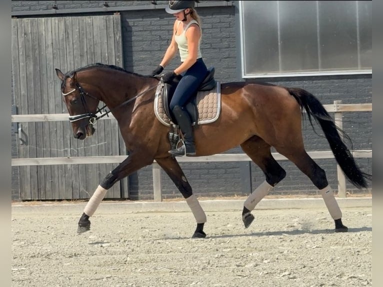 KWPN Klacz 7 lat 171 cm Gniada in Kaldenkirchen