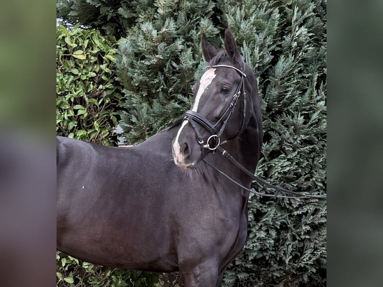 KWPN Klacz 7 lat 171 cm Kara in Oud Gastel