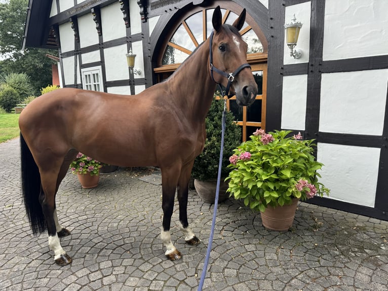 KWPN Klacz 7 lat 172 cm Gniada in Schloß Holte-Stukenbrock
