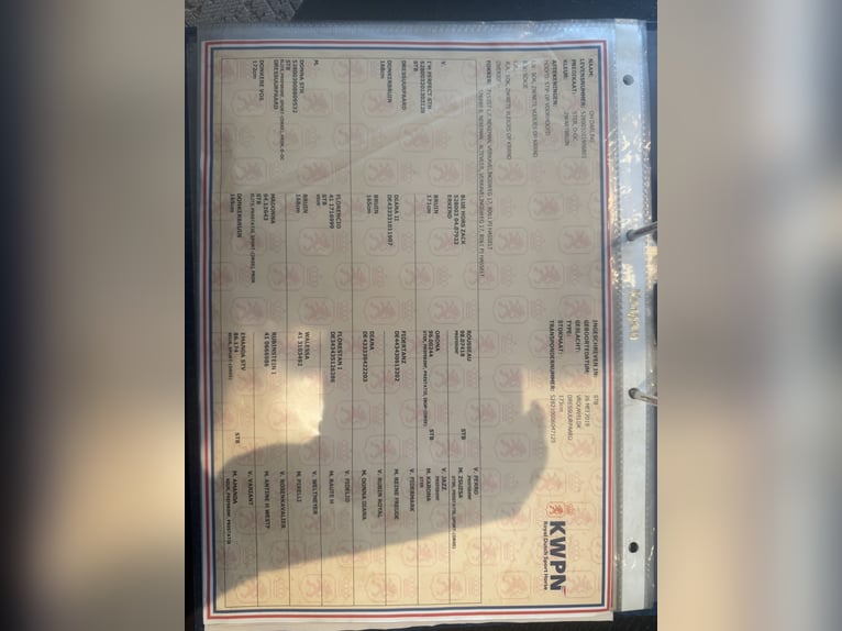 KWPN Klacz 7 lat 173 cm Ciemnogniada in Groningen