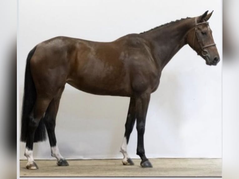 KWPN Klacz 7 lat 173 cm Gniada in Zielona Góra