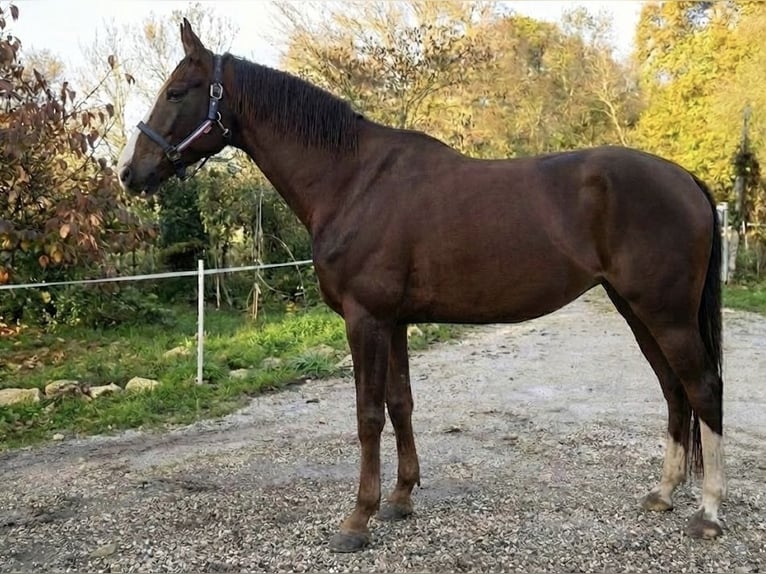 KWPN Klacz 7 lat 173 cm Kasztanowata in Wijchmaal