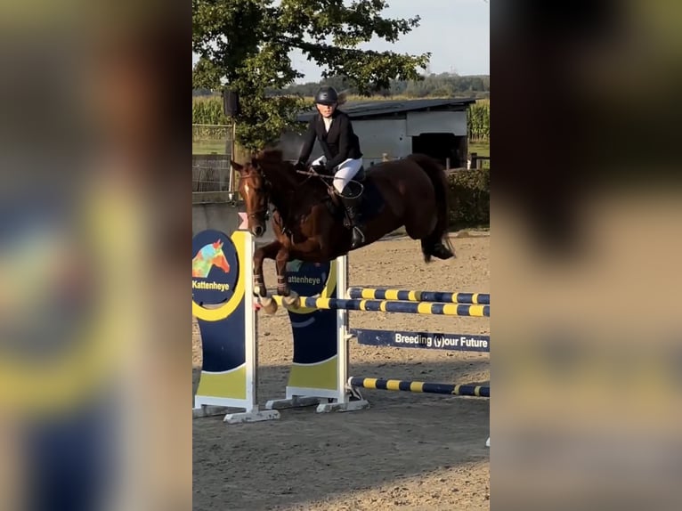 KWPN Mix Klacz 7 lat 175 cm Kasztanowata in Laren