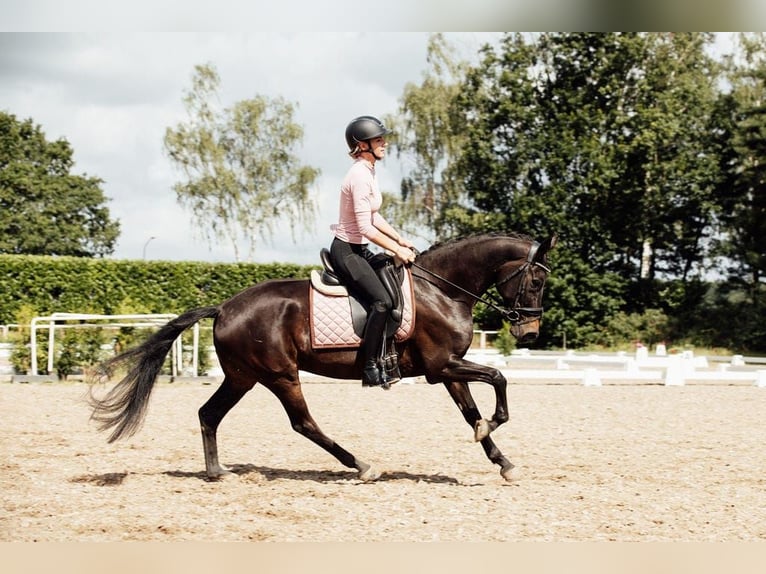 KWPN Klacz 8 lat 156 cm Skarogniada in Oud Gastel