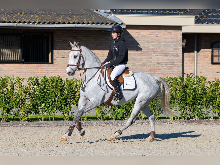 KWPN Klacz 8 lat 161 cm Siwa in Waddinxveen