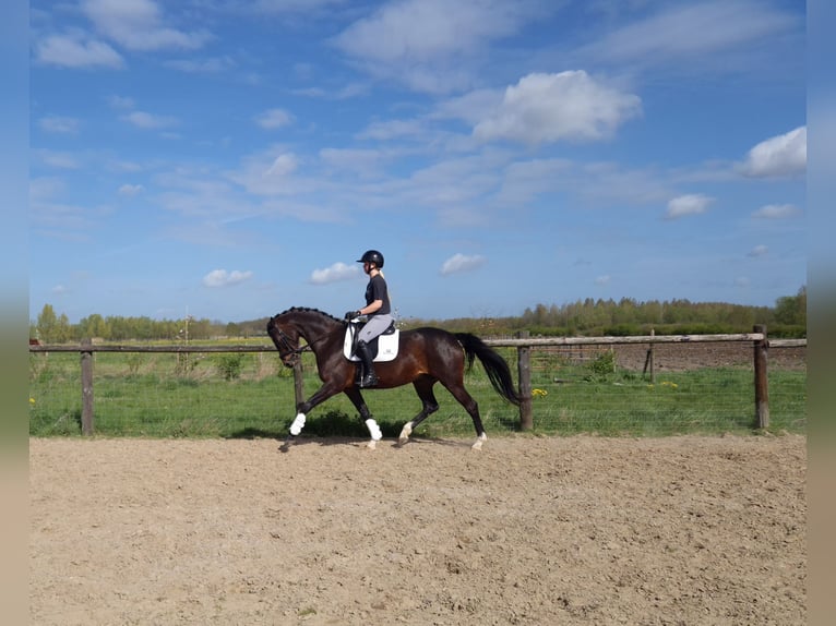 KWPN Klacz 8 lat 163 cm Ciemnogniada in Werkhoven