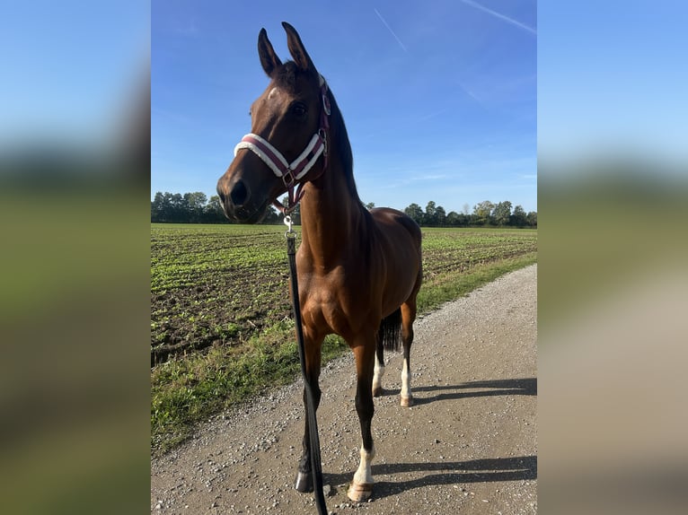 KWPN Klacz 8 lat 163 cm Gniada in Didam