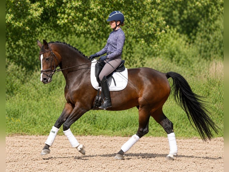 KWPN Klacz 8 lat 163 cm Gniada in Linnich