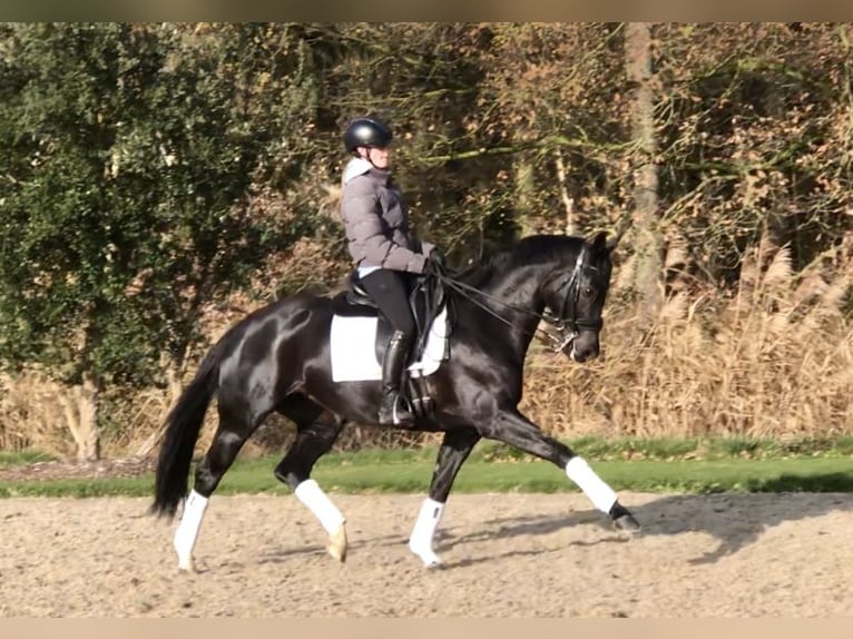 KWPN Klacz 8 lat 163 cm Kara in Bree