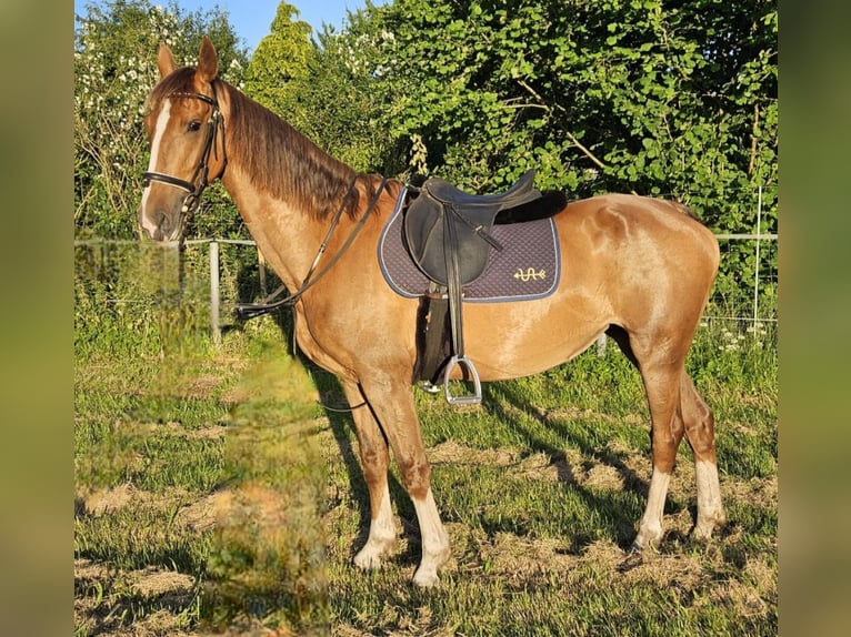 KWPN Klacz 8 lat 163 cm Kasztanowata in Meldorf