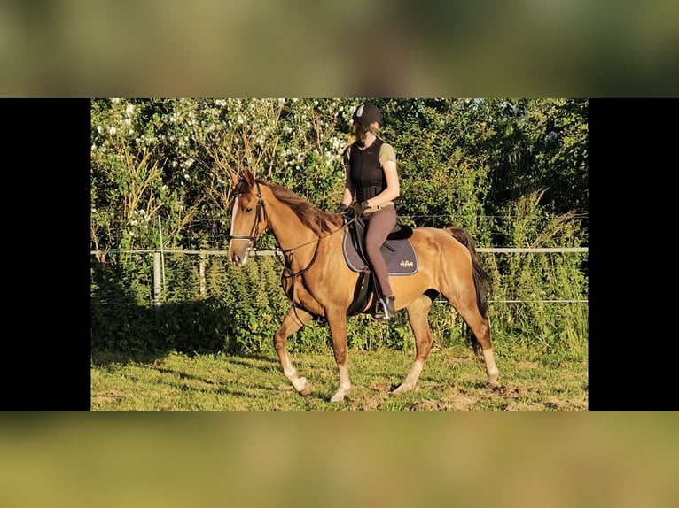 KWPN Klacz 8 lat 163 cm Kasztanowata in Meldorf