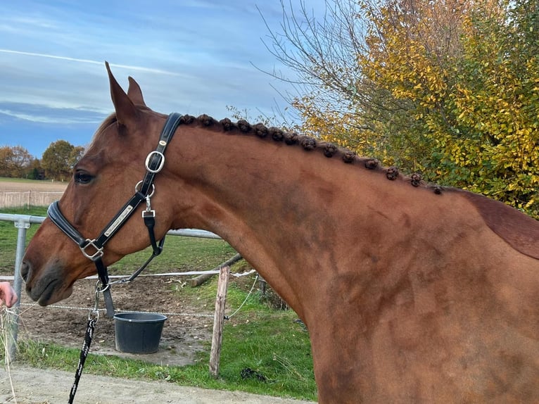 KWPN Klacz 8 lat 164 cm Ciemnokasztanowata in Geilenkirchen