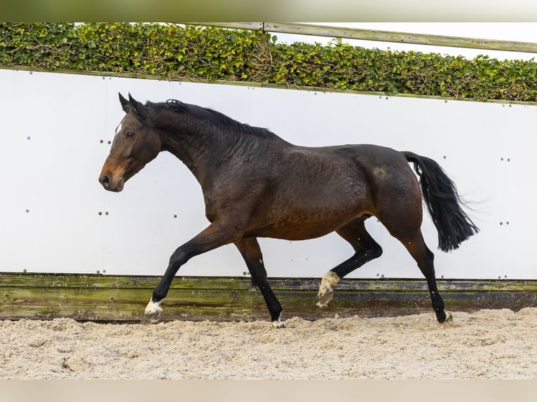 KWPN Klacz 8 lat 164 cm Gniada in Waddinxveen