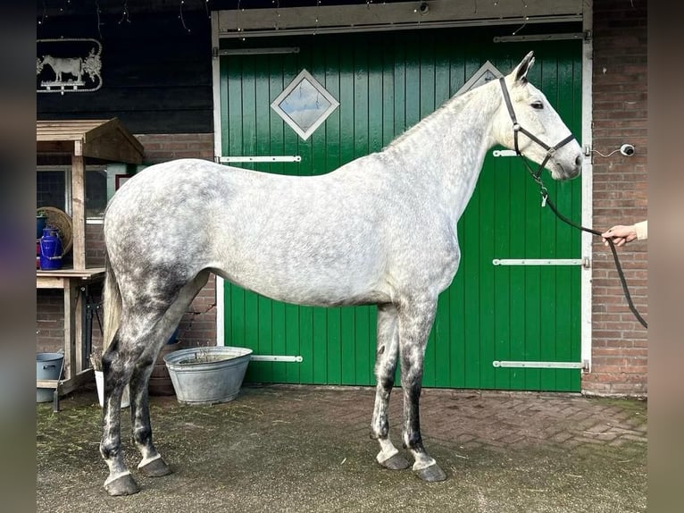 KWPN Klacz 8 lat 166 cm Srokata in Ansen