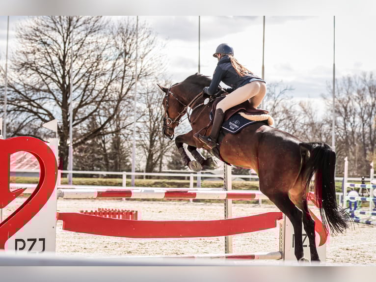 KWPN Klacz 8 lat 167 cm Ciemnogniada in Jarosz&#xF3;wka