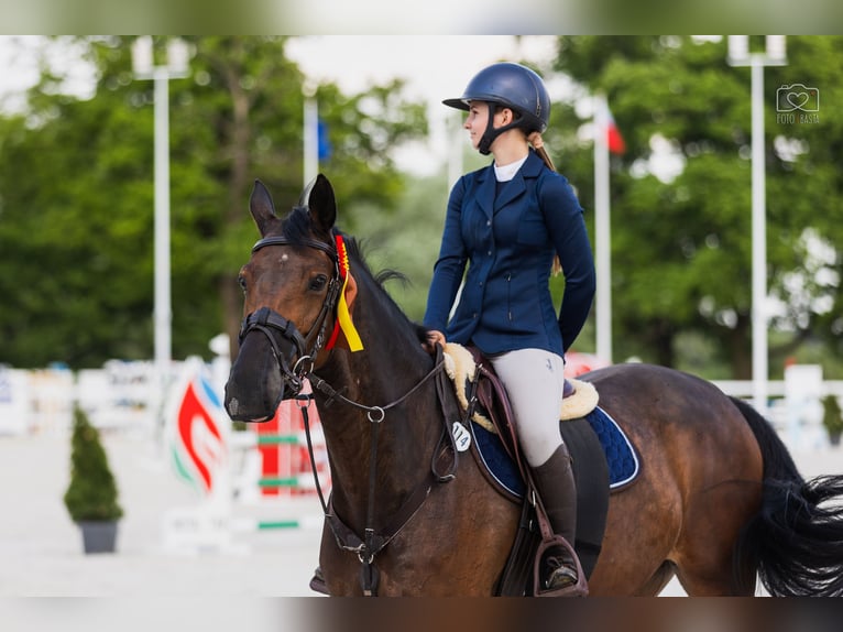 KWPN Klacz 8 lat 167 cm Ciemnogniada in Jarosz&#xF3;wka