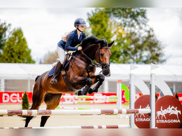 KWPN Klacz 8 lat 167 cm Ciemnogniada in Jarosz&#xF3;wka