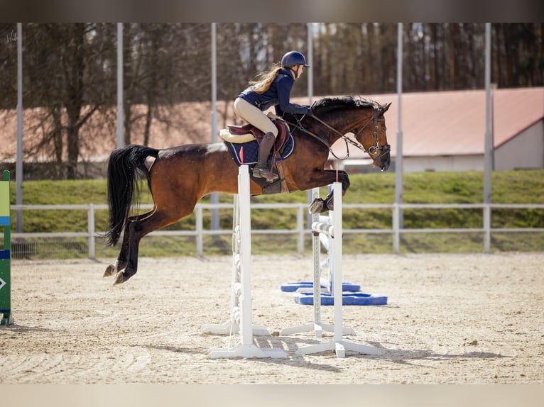 KWPN Klacz 8 lat 167 cm Ciemnogniada in Jarosz&#xF3;wka