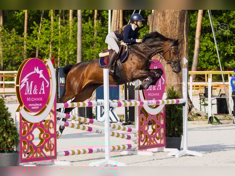 KWPN Klacz 8 lat 167 cm Ciemnogniada in Jarosz&#xF3;wka