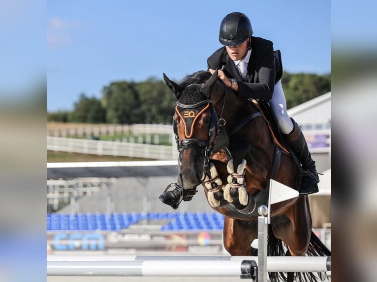 KWPN Klacz 8 lat 167 cm Ciemnogniada in Jarosz&#xF3;wka