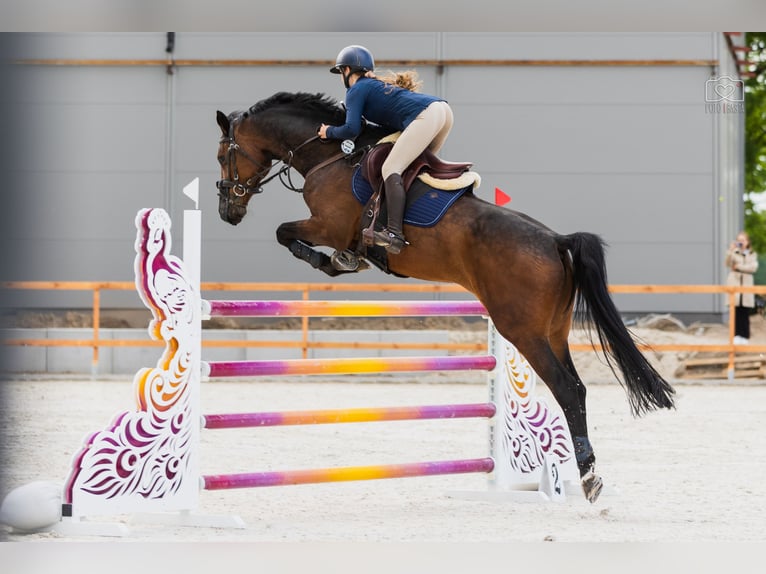 KWPN Klacz 8 lat 167 cm Ciemnogniada in Jarosz&#xF3;wka