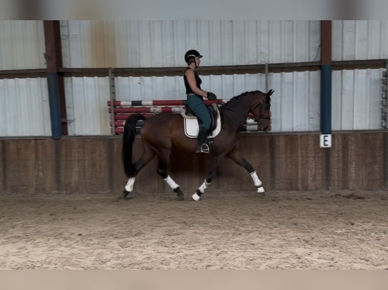 KWPN Klacz 8 lat 167 cm Ciemnogniada in Oud Gastel