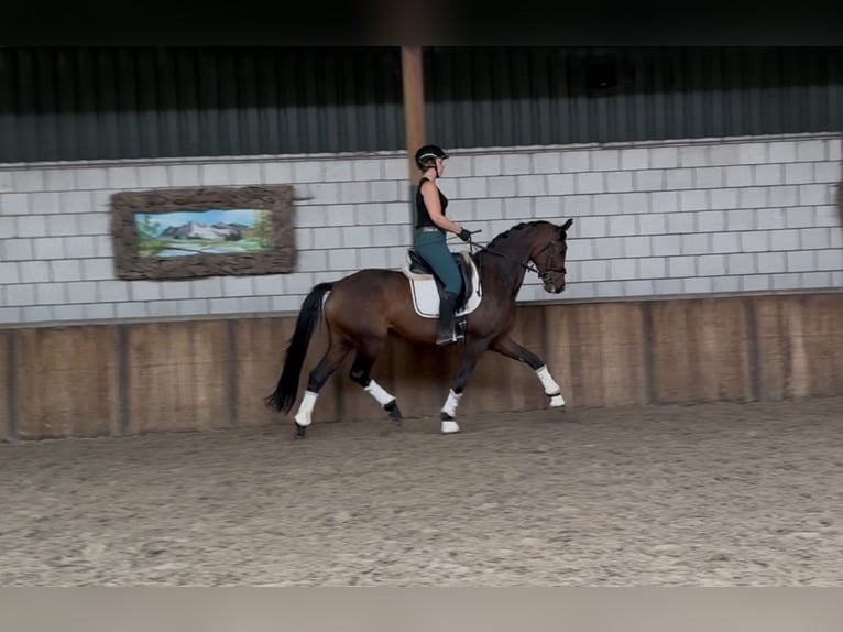 KWPN Klacz 8 lat 167 cm Ciemnogniada in Oud Gastel