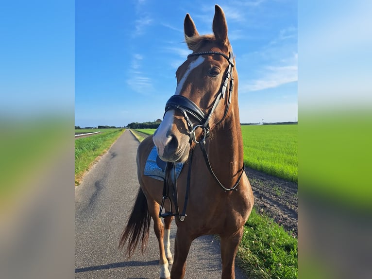 KWPN Klacz 8 lat 167 cm Ciemnokasztanowata in Callantsoog